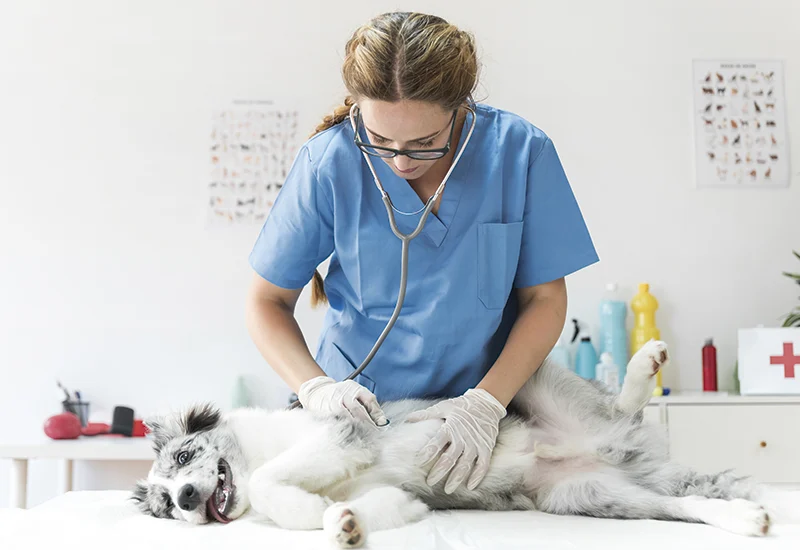 Veterinary exam