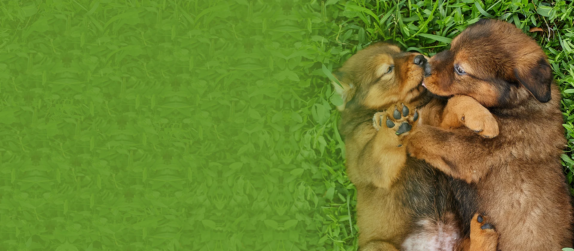 Reproductive and breeder support