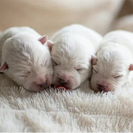 C-Sections